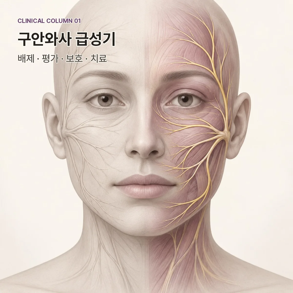 구안와사 급성기 진료 절차 – 의정부365경희한의원
